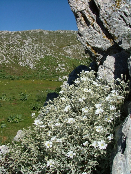 Fioriture in quota